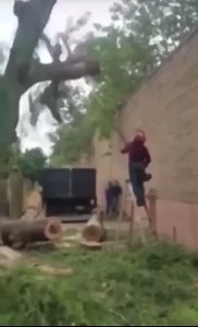 Tree Destroys Dudes Face