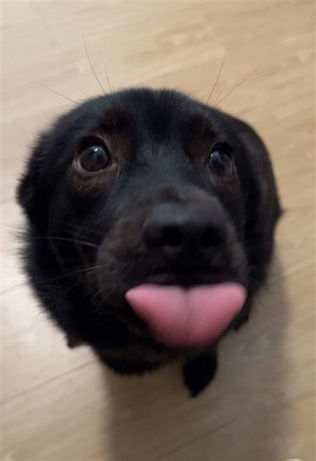 小海豹：陆地上的可爱狗狗乐园