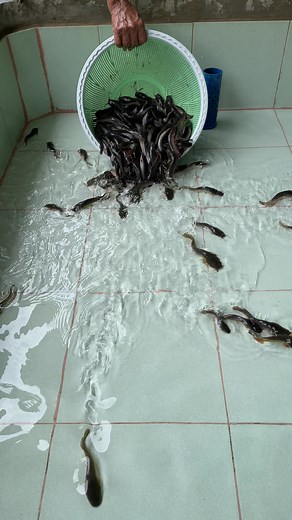 Catfish Fingerlings Farming Tips and Techniques