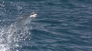 5.3K views · 258 reactions | We appreciate how tough it can be for you to balance your fishing passion with the holiday demands of your partner. Now you can both combine a great fishing adventure, be pampered, enjoy superb dining, while staying at our Trees and Fishes Anglers Retreat & Spa. | Ocean Blue Fishing Adventures | Facebook