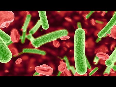 La importancia de los microorganismos