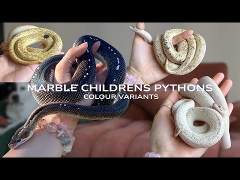 Marble Childrens Python Colourations | My Collection