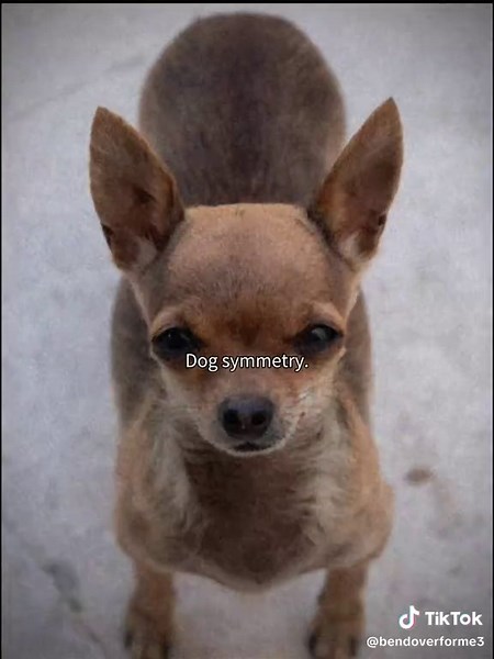 Exploring Symmetrical Faces with Unique Filters