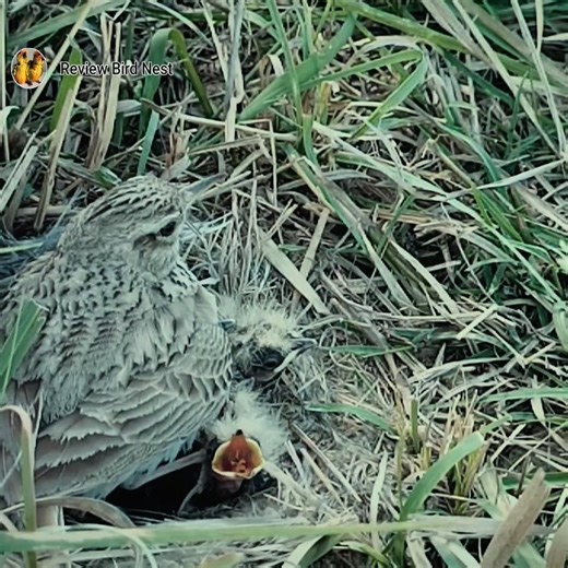 21K views · 327 reactions | Fried eel with lemon leaves is very delicious | Review Bird Nest | Facebook