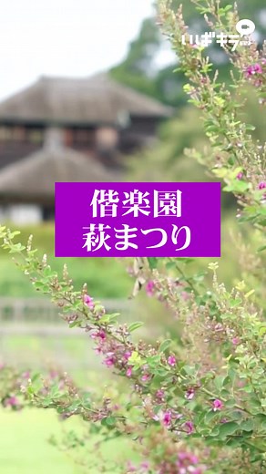 偕楽園を彩る萩の花#萩 #茨城 #偕楽園 #花 #おすすめ #庭園 #茨城観光 #水戸市