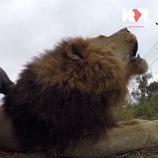 380K views · 53K reactions | If you love lions, you've just gotta love their earth-shaking roars. This #WildlifeWednesday, turn up the volume and let's have a roaring great day! Kevin Richardson #Lionroars #volumeup #lions | Kevin Richardson | Facebook