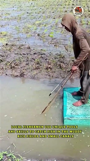 Unique Way of Catching Fish in Vietnam Rice Fields 🌾🐟 #shorts #fishing