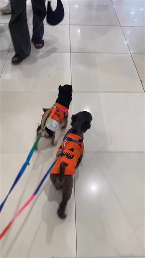 Spooky walker | Cooper’s daily routine with the Aspins’s