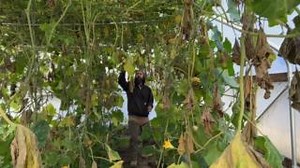 26K views · 398 reactions | The Number One question we get at Baker Creek is: "What can I do about squash bugs?" While we don't have a magic bullet (that's organic or safe), our wonderful garden crew uses some techniques you might be able to use at home! Watch this video with horticulturist Andrew Miano, and share your tips for dealing with this pesky plant predator! | Baker Creek Seeds | Facebook