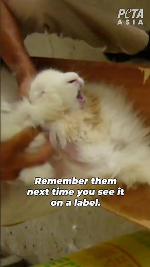 Behind every angora jumper and scarf is a terrified rabbit screaming in pain 💔