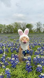 Hoppy Earth Day! Did you know, lilies are toxic to cats but not to dogs? Dogs may experience an upset stomach however small parts of any part of the lily plant can cause renal failure in cats. This can be as “minor” as them licking pollen off their fur or drinking water from the vase. If you suspect your cat of having ingested any part of a lily plant, please contact an emergency vet immediately #toxicplants #catlife #catlover #cat #catsofinstagram #lilies #earthday #adventurecat #catsofaustin #
