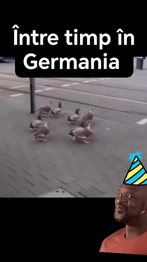 21K views · 146 reactions | Doar în Germania vezi așa ceva!! #civilization #civilizație #ducks #rate #trend #funnyreel #pamflet #caterinca | Delia Teodora Berghean | Facebook