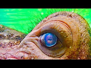 107K views · 5.3K reactions | How One Animal Glitched The System | 풞풶퓈퓊풶퓁 풢푒표푔퓇풶퓅풽풾풸퓈 | Facebook