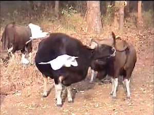 Indian Bison Test for Mating of Kanha National Park Slow motion by Shirishkumar Patil