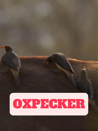 Introducing the oxpecker, a fascinating bird from sub-Saharan Africa. These small birds have a unique relationship with large mammals like zebras, buffalo, giraffes, and rhinos by cleaning them! #oxpecker #oxpeckers #oxpeckerbird #oxpeckerfacts
