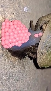 24K views · 73 reactions | The snail can lay over 100 eggs in 30 seconds | Athletics Today | Facebook