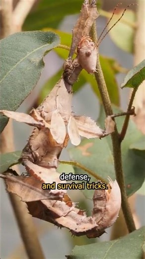 Unique Spiny Leaf Stick Insect