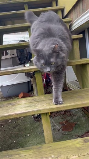 Indoor cat goes outside for the first time 🥴 #cat #cutecat #catshorts