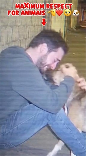 Stray Dog COMFORTS Man Who Was CRYING — A Moment of PURE Compassion 🐶❤️