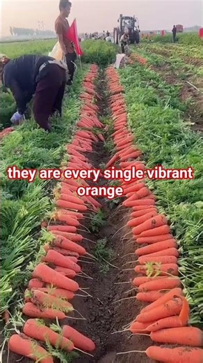 #carrots #seasonalproduce #springveggies #springvegetables #rootvegetables