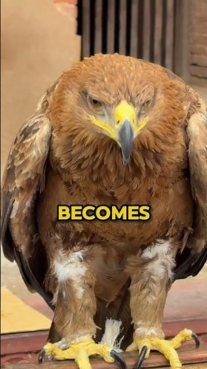 This Bird Is Faster Than Race Cars! #animalfacts