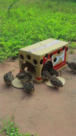 Amazing Building Quail Trap With Cardboard Box #shortvideo #youtube #animaltrap