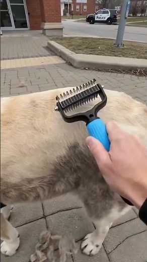 ‼️🔗LINK IN BIO🔗‼️(Product Name:Pet Grooming Tool) #sheddingseason
