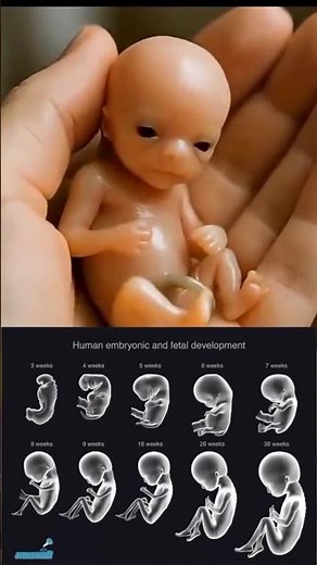 Amazing Baby Movements in the Womb!