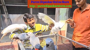 825K views · 32K reactions | Big Big Parrots Releasing In Open Aviary / Congo Grey Parrots / Parrot Dipankar Online Store. | Parrot Dipankar | Facebook