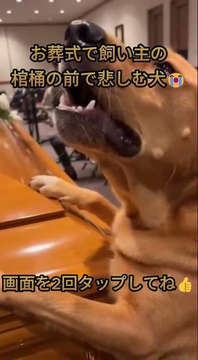 【感動】主人の葬式で棺桶に向かって泣き叫ぶ犬…スマホで撮影された現実