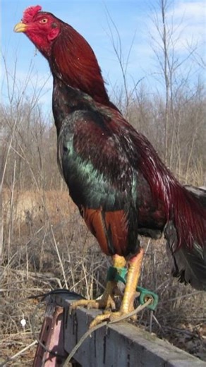 The Oldest Gamefowl Breed in the World 🐓 | Shamo Chicken #Shorts #gamefowlbreeding #poultrybreeding