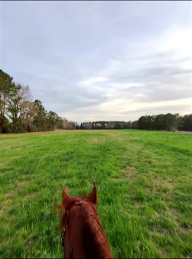 Gator 🐊 💚 | gator running
