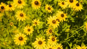 When is the first day of spring? Why it may be sooner than you think
