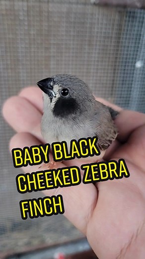 Baby Black Cheeked Zebra Finch Care Guide