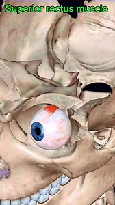 56K views · 808 reactions | Superior rectus #muscle #anatomy ️️ | Dr. Ishtiaque Arafat | Facebook