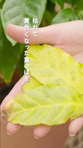 Coffee tree has this problem! The leaves turn yellow...💦 Here's the cause and how to fix it! #Hou...