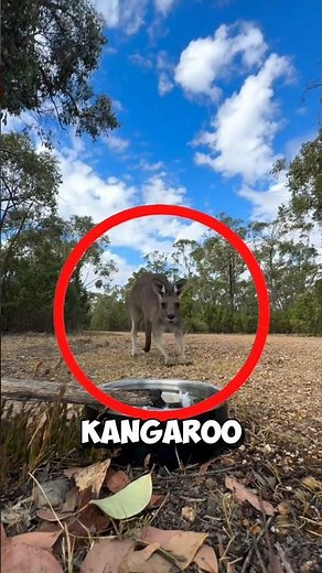 This wild kangaroos know exactly who helps them ❤️ #kangaroo