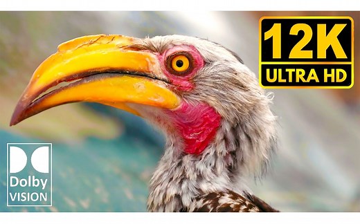 12K HDR 60fps(杜比视界)，细节无限好