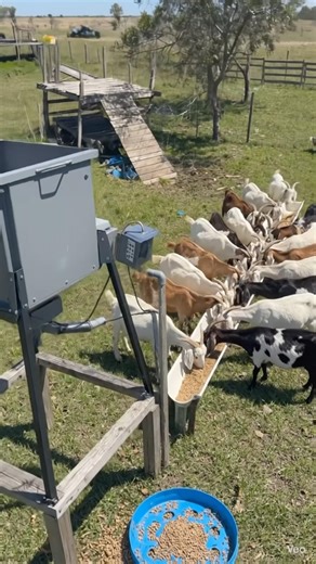 Daily Goat Chores: Before & After Automation