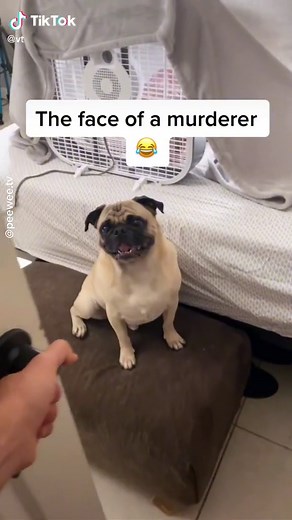 Hilarious Pug Fart Fail Compilation