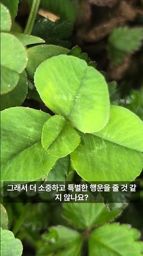 한 잎이 다른 세 잎보다 더 작은 네잎클로버들 Four-leaf clovers with one leaf smaller than the other three leaves