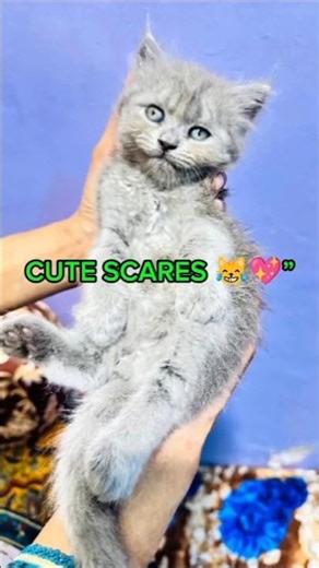 Cutest Scared Cats Ever 😹💖 | Funny Cute Cat Scares Compilation 2025 🐱✨