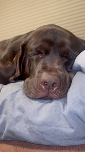 19K views · 3.2K reactions | Sleeping good  • • • • • #thelabmillie #labs #labs_of_insta #labsofinsta #labsofinstagram #talesofalab #labradorlove #dog #labrador #chocolatelab #dogsofinsta #dogsofinstagram #labradorretriever #DoggytheWorld #labsforlife #labradoroftheday #labofday #laboftheday #worldoflabs #talesofalab #chocolatelabsquad #labrador_class #chocolatelaboftheday #labradorlover229 #dogslife #dogsofinsta #dogsofinstagram | The.lab.millie | Facebook