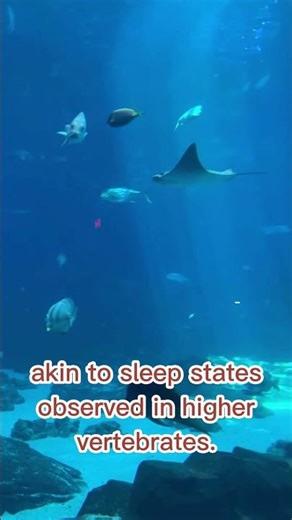 Do Fish Sleep? 🐠 Surprising Facts in 1 Minute (#Short)