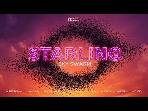 Starling: The Master of Murmurations and Collective Intelligence