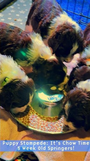 Puppy Stampede: It’s Chow Time