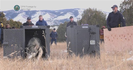 Future of Colorado's wolf reintroduction program up for discussion