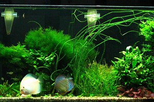 Echinodorus Vesuvius Care Guide – An Oddball Sword Plant with a Twist