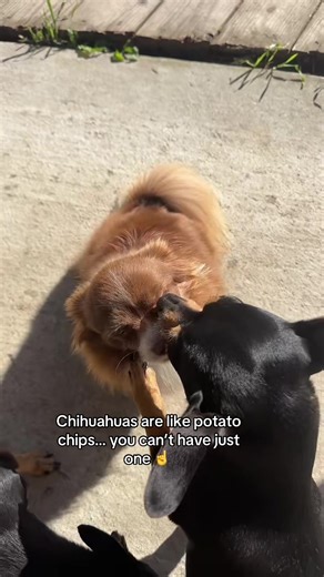 Chihuahua family 🥰 Malcom loves giving his sister in law kisses ❤️ @Lily the Chi #chihuahua #pomeranian #tinydog #cute #dog