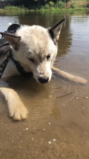 Cosmo loved relaxing in the river #doglover #dogmomlife